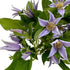 10 Next day delivery Fresh Lron Wire Lotus Mixed Bouquets with Budding Flowers Perfect Home Gift for Birthdays