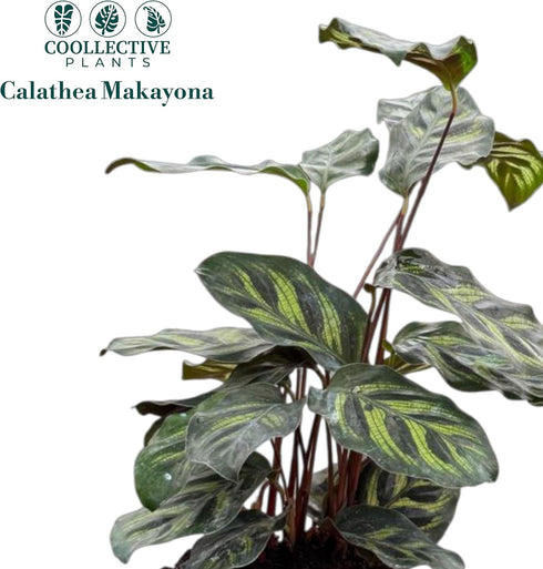 4" Calathea Makayona Live Plant in Pot Prayer Plant Indoor Houseplant, Pet Friendly, Easy Care, Low Maintenance