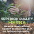 Natural de Mexico 4 oz.-113g Red Quinoa Roja Herb Herbal Tea Natural Mexican Herb Hierba Wild Crafted