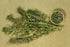 Health Embassy Motherwort Herb, Leonurus Cardiaca L, Herbal Tea (100g)
