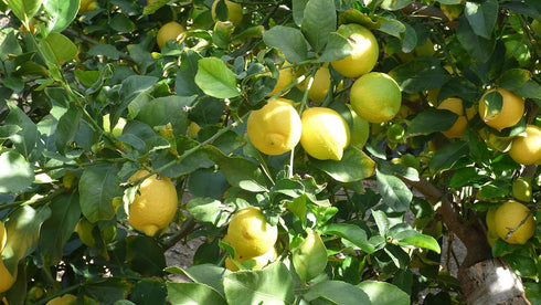 5lbs Fresh Organic Lemons from California Farm - - Just-Harvested Non-GMO Unsprayed Unwaxed Uncoated Veganic