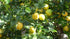 5lbs Fresh Organic Lemons from California Farm - - Just-Harvested Non-GMO Unsprayed Unwaxed Uncoated Veganic
