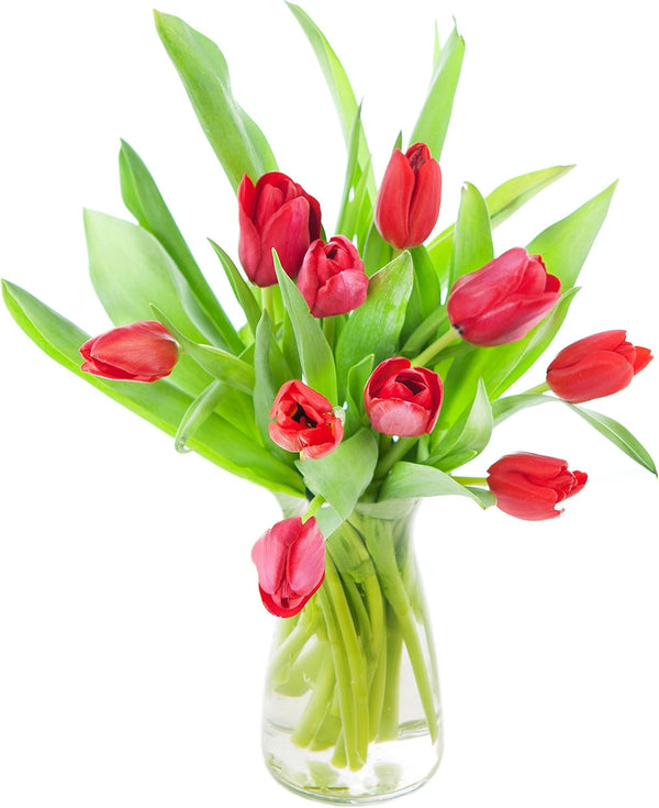 KaBloom - Bouquet of Fresh Red Tulips with Vase - Fresh Flowers