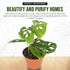 4" California Tropicals Monstera Adansonii Real Live Indoor Houseplants - Big Low Light Tropical Plant for Air