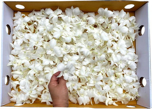 (50 FRESH CUT FLOWERS Orchid Loose Bloom OrchidClub USA by Sunne Tropical DIY Lei, food & drink decoration White)