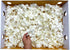 (50 FRESH CUT FLOWERS Orchid Loose Bloom OrchidClub USA by Sunne Tropical DIY Lei, food & drink decoration White)