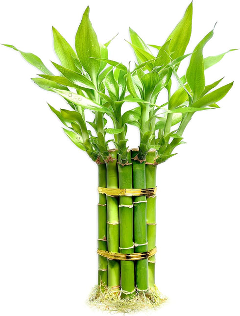 Lucky Bamboo Plants Live Indoor (10 Stalks, 8 Inch) - Fresh House