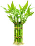 Lucky Bamboo Plants Live Indoor (10 Stalks, 8 Inch) - Fresh House