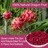 6oz Pieces,170g Freeze Dried Dragon Fruit Dragon Fruit Chunks for Smoothies, Baking, Yogurt, Breakfast & Pink Drink