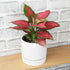 Live Aglaonema Chinese Evergreen Plant 'Beauty', Indoor Houseplant for Home or Office, Air Purifying Real Indoor Plants