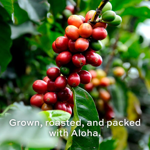 Royal Kona Roy's Pacific Coast, 10% Kona Coffee Blend, Medium-Dark Roast Single-Serve Pods, 12 Count Box