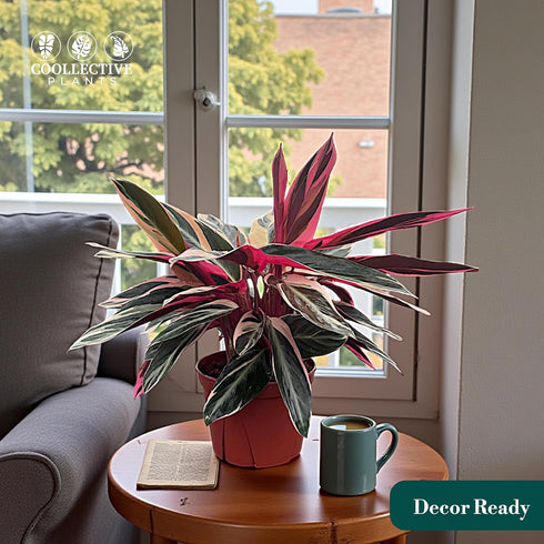 6 CoollectivePlants Stromanthe Triostar Live Indoor Plant in Grower Pot, Easy Care Tropical Houseplant, Low Maintenance