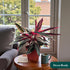 6 CoollectivePlants Stromanthe Triostar Live Indoor Plant in Grower Pot, Easy Care Tropical Houseplant, Low Maintenance