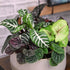 (12PK), Altman Plants Live Houseplants Indoor Plants for Delivery Prime, Live Plants and Gardening Gifts for Plant
