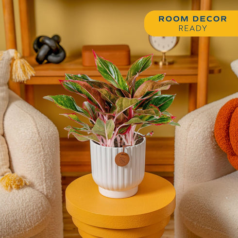 1 Costa Farms Chinese Evergreen, Easy to Grow Live Indoor Plant Aglaonema, Potted Houseplant in Cute Decor Pot
