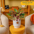 1 Costa Farms Chinese Evergreen, Easy to Grow Live Indoor Plant Aglaonema, Potted Houseplant in Cute Decor Pot