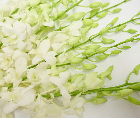 10 Bunch of Fresh Dendrobium White Cut Orchids from Nursery, Bunch of Stems (Fresh Cut)