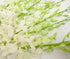 10 Bunch of Fresh Dendrobium White Cut Orchids from Nursery, Bunch of Stems (Fresh Cut)