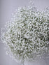 10 Stems Fresh White Gypsophila Flowers Can Be Stored In Water Or Dried Naturally Home hydroponic flower