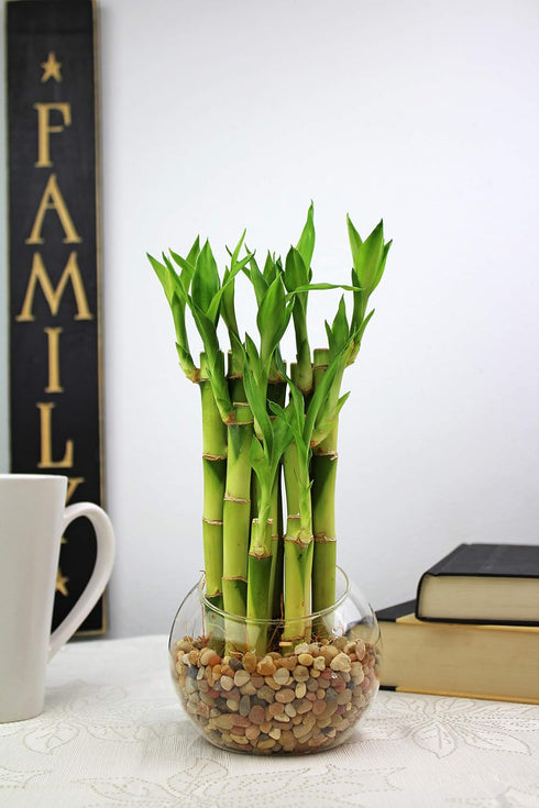 4" 20 (20) NW Wholesaler - Live Lucky Bamboo Plant - Bundle of Stalks - Live Indoor Houseplants for Home Decor, Live