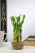4" 20 (20) NW Wholesaler - Live Lucky Bamboo Plant - Bundle of Stalks - Live Indoor Houseplants for Home Decor, Live