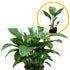 Live Spathiphyllum '7th Heaven' Plant - '7th Heaven Peace Lily' - ragnaroc