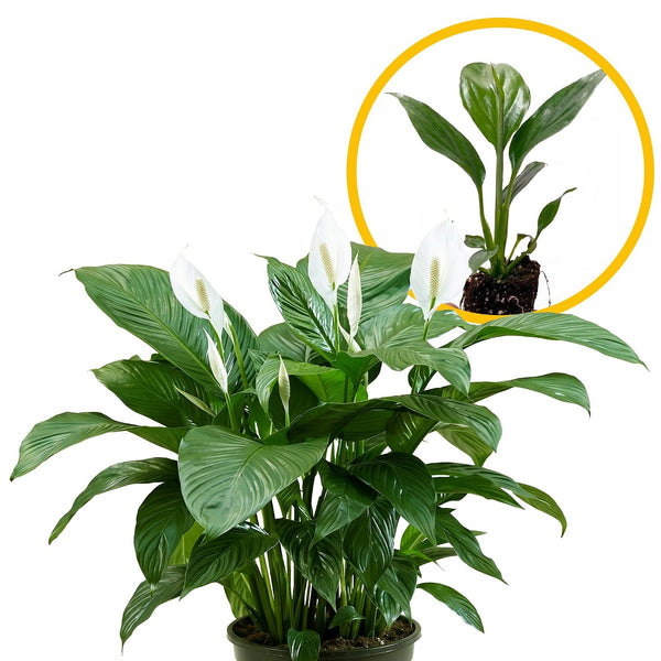 Live Spathiphyllum '7th Heaven' Plant - '7th Heaven Peace Lily' - ragnaroc