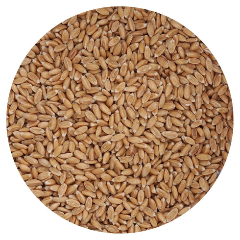 Spelt Berries, 1.5 Pound Bulk Bag, Hampton Distribution