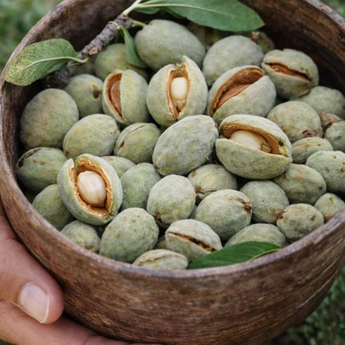 Snack-1LBS Fresh Second Phase Green Almonds Crack & Eat Inner Almond Only California Seasonal Harvest Crunchy Fresh
