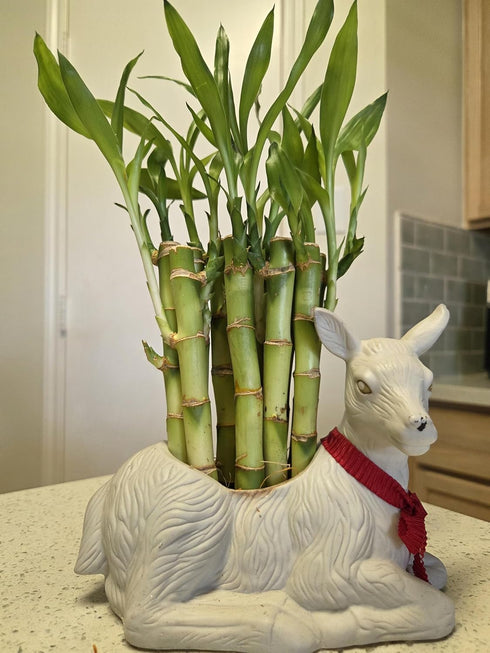 Generic 15 4 inches Lucky Bamboo stalks Each, Gift, Perennial Indoor, Ideal Gift, Feng Shui, Bring Positive Energy
