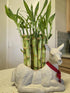 Generic 15 4 inches Lucky Bamboo stalks Each, Gift, Perennial Indoor, Ideal Gift, Feng Shui, Bring Positive Energy
