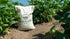 10 High Plains Great Northern White Beans | Pound Bag | Farm-Fresh Northern White Beans | Non-GMO Verified | High