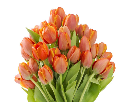 Blooms2Door 30 - Orange Tulips (Farm-Fresh Flowers and Homegrown in the USA) - Fresh Flowers for Birthday, Valentine's