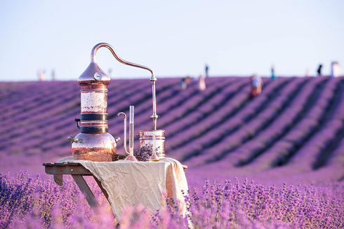 1LB (16Oz) 100% 100% Albanian Lavender Tea Certified Organic| Lavender Flowers Dried | Loose Lavender Tea| Perfect