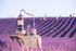 1LB (16Oz) 100% 100% Albanian Lavender Tea Certified Organic| Lavender Flowers Dried | Loose Lavender Tea| Perfect