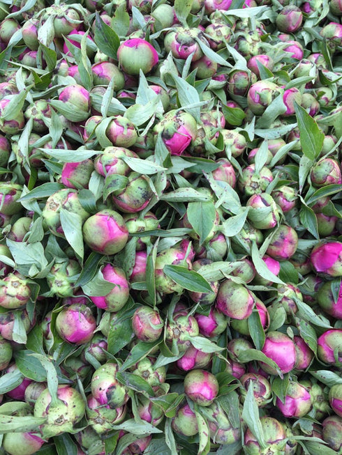 TooGet Fragrant Peony Ball - Natural Dried Peony Flowers, Top Grade, 4 OZ