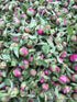 TooGet Fragrant Peony Ball - Natural Dried Peony Flowers, Top Grade, 4 OZ