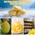 Nahasahr 10oz 100% Dried Jackfruit Chips Natural Jackfruit, No Sugar Added, Fruit-Forward Flavor, Vegan & Gluten-Free