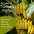 8.8 oz Vinamit Dried Banana Chips, Resealable Bag | Banana Chips Unsweetened, Non-GMO, Gluten-Free, No Added Sugar & No
