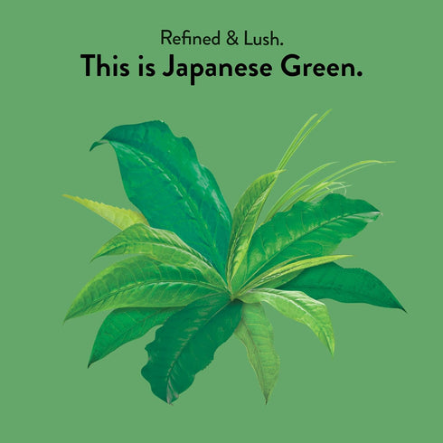 (6 Pack) 96 Choice Organics - Organic Japanese Green Tea - Compostable - Contains Caffeine - Organic Green Tea Bags