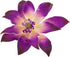 3 Count Global Sugar Art Tranquil Water Sugar Cake Flowers, Purple by Chef Alan Tetreault