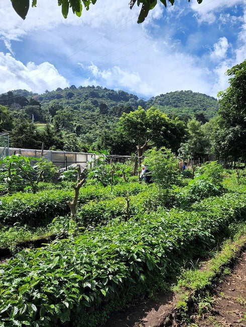 5 lb) Tesoros Del Pais Green Unroasted Coffee Beans Ahuachapan, El Salvador Single Estate High Elevation (Honey washed