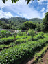 5 lb) Tesoros Del Pais Green Unroasted Coffee Beans Ahuachapan, El Salvador Single Estate High Elevation (Honey washed
