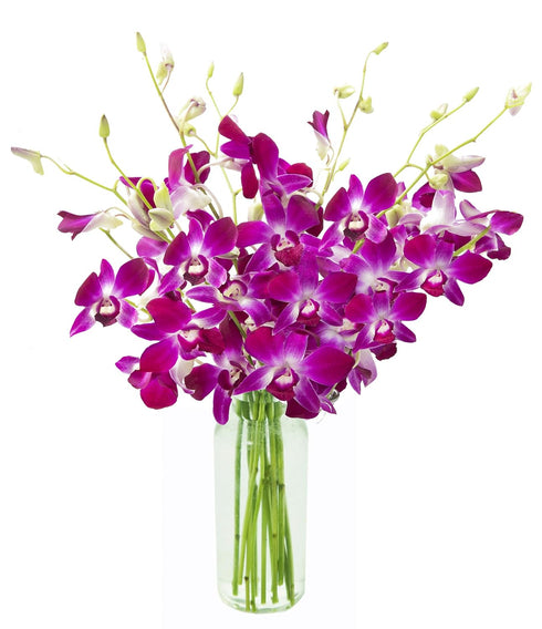 KaBloom - Bouquet of Purple Orchids from Thailand with Vase - Fresh