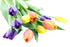 10 KaBloom - Assorted Bouquet of Tulips Without Vase - Fresh Flowers for Birthday, Valentine's & Mother's Day
