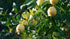 5lbs Fresh Organic Lemons from California Farm - - Just-Harvested Non-GMO Unsprayed Unwaxed Uncoated Veganic