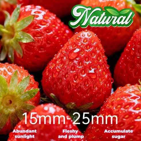 JKPDAMZ 1 450g, Ib Freeze Dried Strawberries, Whole Berry, No Added Sugar, Natural Red, Crispy Texture