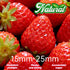 JKPDAMZ 1 450g, Ib Freeze Dried Strawberries, Whole Berry, No Added Sugar, Natural Red, Crispy Texture