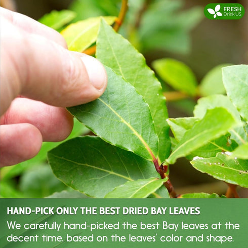 40 100% FreshDrinkUS, Premium Bay Leaf Tea Bags, Natural & Pure from Bay Leaves. Loose Leaf Bay Herbal Tea. Made