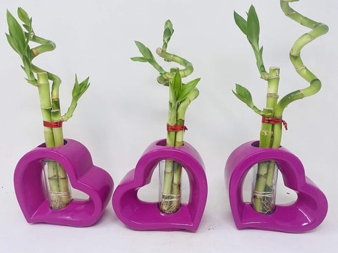 JM BAMBOO (1) Lucky Bamboo Pink Heart Vase Arrangement -JMBamboo